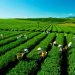 Tu, học Đạo không phải là trốn tránh, lười biếng.