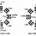 Nguồn gốc Tử Vi